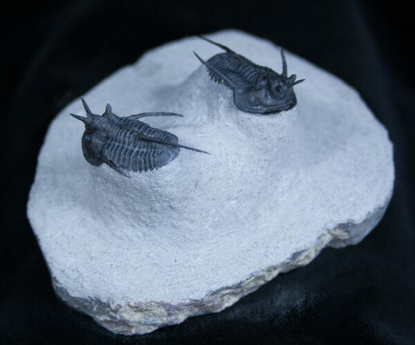 Double Cyphaspis Horned Trilobite #1596